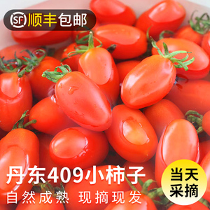 丹东409小柿子非千禧圣女果孕妇新鲜水果蔬菜铁皮草莓花生小番茄