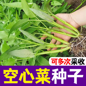 大叶空心菜种子圆叶空心菜长藤藤滕菜四季春夏季阳台盆栽蔬菜种子