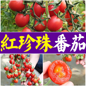 红珍珠番茄种子盆栽紫色小西红柿圣女果种子优质四季蔬果种子
