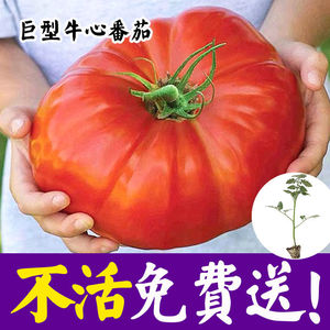 牛心番茄种子苗水果大西红柿种籽马蹄番茄多皱沙瓤四季蔬菜种苗