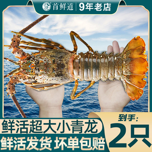 【活发】小青龙龙虾鲜活海鲜青龙仔新鲜水产特大海虾波龙到手两只