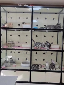宠物店猫柜玻璃透明展示柜猫咪寄养柜商用猫柜繁育笼寄养笼猫舍