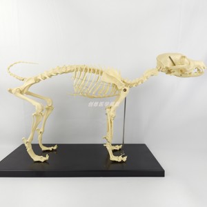仿真狗全身骨骼标本模型动物犬骨架教学头骨头玩具宠物医院兽医用
