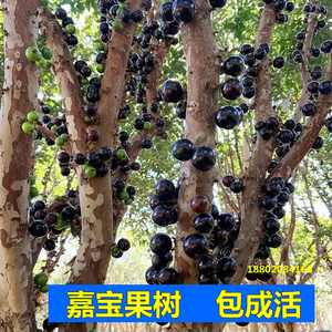 嘉宝果树苗树葡萄苗正宗台湾树葡萄沙巴四季盆栽南北种植当年结果