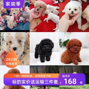 中华田园犬土狗草狗小白狗串串混血幼犬宠物狗泰迪串博美串活体