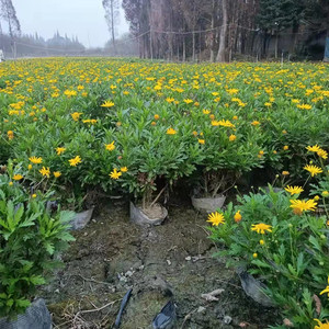 木春菊菊花庭院四季开花盆栽多年生花卉姬小菊花园工程苗花镜植物