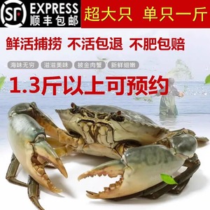 正宗三门青蟹特大公蟹一斤以上海蟹鲜活菜鲟野生海鲜水产超大螃蟹