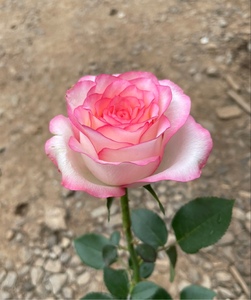 【爱莎】玫瑰花盆栽鲜花品种老庄月季阳台庭院四季开花耐热多年生