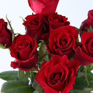 传奇 红色系玫瑰花苗带花苞花卉观花绿植物阳台盆栽大花浓香月季