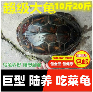 吃菜龟宠物龟中华草龟乌龟2023情侣大龟大乌龟5斤10斤20斤花草龟