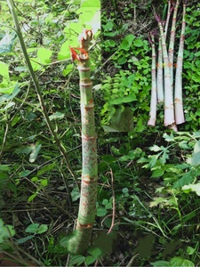 新鲜酸筒杆嫩杆 花斑竹老杆大虫杖黄地榆酸桶笋 酸汤杆虎杖根庭院