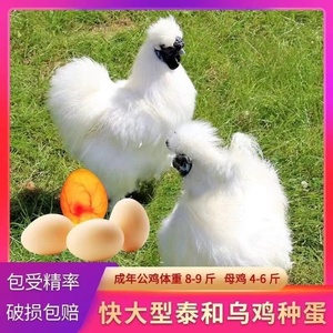 正宗泰和乌鸡受精蛋白凤乌鸡种蛋可孵化蛋太和鸡受精卵白毛乌骨鸡