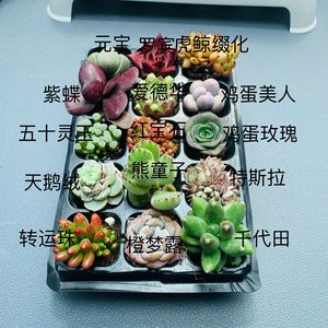 多肉植物组合盆栽 15颗穴盘苗 约3cm左右 如图固定品种