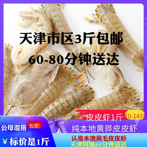 天津本地皮皮虾鲜活大虾虾爬子全公母满籽肉精品海虾螃蟹海鲜水产