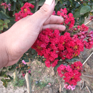 百日红紫微花红枫桂花花苗紫薇盆景熟桩庭院绿化花卉