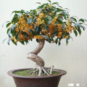 桂花天香台阁桂花上新室内室外植物盆栽地栽园林绿化盆景树苗 阿里巴巴找货神器