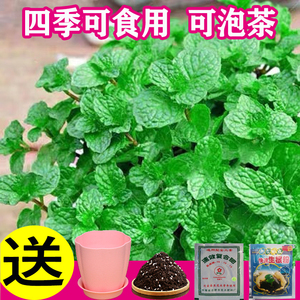 薄荷盆栽开花 薄荷盆栽开花品牌 价格 阿里巴巴