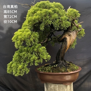 台湾真柏老桩盆景办公室客厅造型绿植四季常青精品松柏盆栽迎客松 阿里巴巴找货神器 台湾真柏老桩盆景办公室客厅造型绿植四季常青精品松柏盆栽迎客松 阿里巴巴找货神器