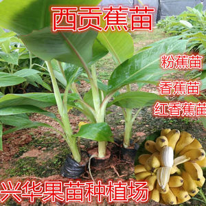 广西西贡蕉树苗苹果粉蕉苗矮化皇帝蕉苗红香蕉苗南方果苗带土包邮