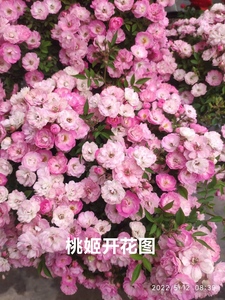 桃姬 果汁阳台杏色露台棒棒糖 月季四季花花量大阳台盆栽