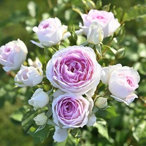 新品月季 爱的颜色 月季玫瑰  花量大 阳台盆栽