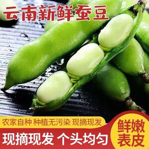 云南新鲜蚕豆农家自种带壳本地罗汉豆胡豆青豆荚绿色蔬菜整箱包邮