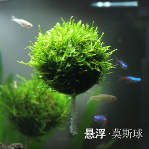 悬浮莫斯球 鱼缸虾缸活体水晶虾鱼玩耍水草造景装饰观赏moss球
