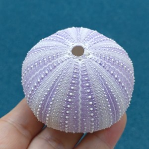 紫白海胆天然海胆壳自然颜色无染色收藏空气凤梨装饰送小朋友