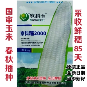 北京华奥京科糯2000白糯玉米种子口感好早熟优质大棒高产抗病春秋