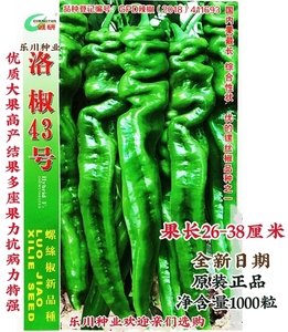 高产巨型陇椒种子香辣特大辣椒种籽螺丝椒薄皮南方蔬菜籽洛椒43号