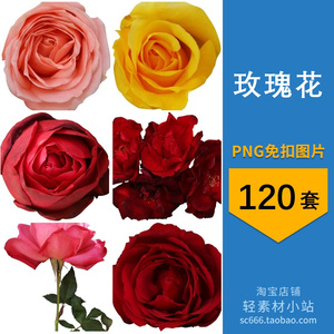 png免抠图片红色玫瑰花瓣花卉图案元素透明背景