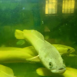 观赏鱼雷龙鱼淡水大型冷水鱼白甲雷龙肉食性凶猛鱼白化黑鱼稀有鱼 阿里巴巴找货神器
