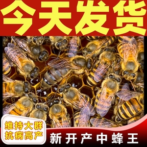 阿坝新开产卵杂交红环双色中蜂天柱种王本地黑美人活体蜜蜂土蜂王