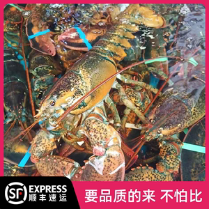 青岛鲜活大龙虾波士顿龙虾澳洲龙虾海鲜水产1斤鲜活顺丰包邮