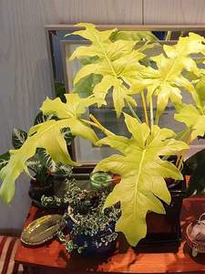 瓦萨维奇蔓绿绒黄金春雨羽裂热带稀有植物北欧观叶植物好养包邮
