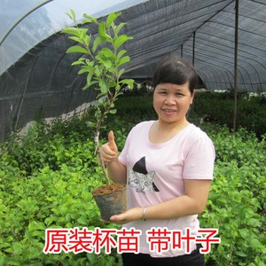 台湾大青枣果树果苗牛奶枣嫁接苗南方种植枣树苗盆栽地栽当年结果