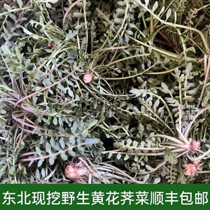 顺丰包邮野生荠菜野菜新鲜包邮现挖荠荠菜地菜丁蔬菜饺子馅商用批