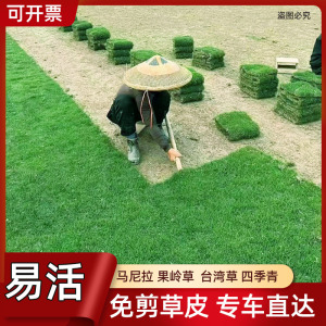 带泥土真草皮草坪庭院别墅绿化植物马尼拉四季青果岭草草坪绿植