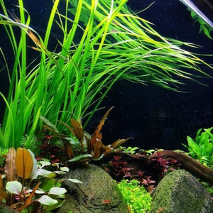 無料でダウンロード 水草co2不要 水草co2不要 Untungegkwkxe