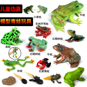 仿真青蛙玩具模型两栖动物牛蛙蝌蚪角蛙儿童科教教育认知教具礼物
