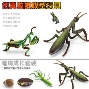 仿真科教昆虫动物螳螂模型玩具蝴蝶成长青蛙蝌蚪蚂蚁儿童益智礼物