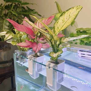 水培植物鱼缸一体绿萝种植杯水草杯鱼缸水养植物壁挂式花盆支架