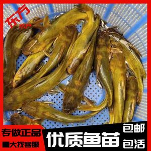 黄辣丁鱼苗黄骨鱼黄颡鱼黄鸭叫昂刺鱼黄丫淡水养殖食用易活