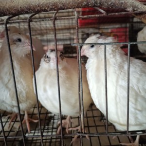 白沙维鹌鹑，法国巨型鹌鹑，日本鹌鹑，可孵化种蛋20枚起顺丰包邮