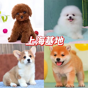 上海犬舍直销纯种博美犬小型柯基幼犬日本柴犬宠物狗泰迪活体幼犬