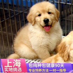 上海基地出售纯种金毛犬幼犬导盲犬巡回猎犬家养大头活体宠物狗狗