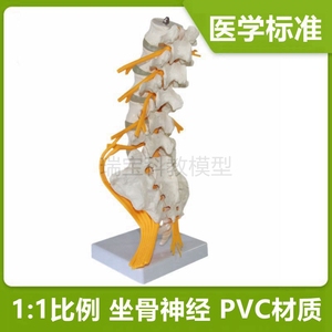 人体脊柱模型骨科筋骨小针刀正骨推拿仿真骨椎体模型腰椎神经瑜伽