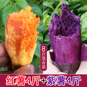 广西新鲜现挖巴马小蜜薯农家种植板栗红薯红心流油红苕沙地紫薯