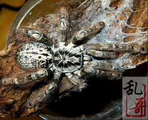 宠物蜘蛛活体多哥星团巴布1.5-7厘米树栖活体白色的毛蜘蛛