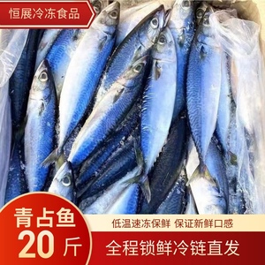 新鲜鲐鲅鱼青占鱼青条鱼20斤一斤3-4条商用青鱼 鲅鱼生鲜海产整箱